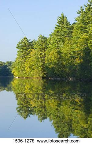 Reflection of trees in water, Mashapaug Pond, Bigelow Hollow State Park, Union, Connecticut, USA View Large Photo Image Stock Photo - Reflection of trees in water, Mashapaug Pond, Bigelow Hollow State Park, Union, Connecticut, USA. Fotosearch