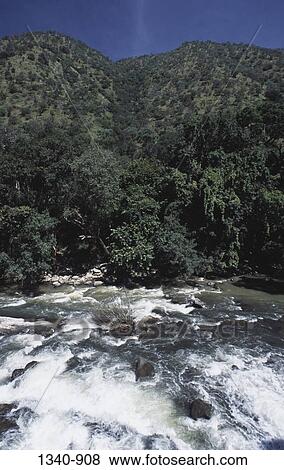 River flowing through a forest, Moyar River, Tamil Nadu, India View Large Photo Image Stock Photo - River flowing through a forest, Moyar River, Tamil Nadu, India. Fotosearch