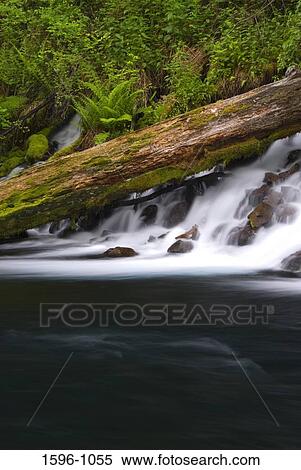 River flowing through a forest, Metolius River, Deschutes National Forest, Oregon, USA View Large Photo Image Stock Photography - River flowing through a forest, Metolius River, Deschutes National Forest, Oregon, USA. Fotosearch
