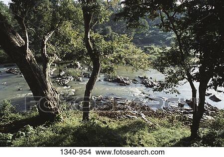 River passing through a forest, Moyar River, Teppakadu, Mudumalai National Park, Tamil Nadu, India View Large Photo Image Picture - River passing through a forest, Moyar River, Teppakadu, Mudumalai National Park, Tamil Nadu, India. Fotosearch