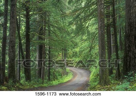 Road passing through a forest, North Fork Quinault River Trailhead, Olympic National Forest, Washington State, USA View Large Photo Image Stock Image - Road passing through a forest, North Fork Quinault River Trailhead, Olympic National Forest, Washington State, USA. Fotosearch