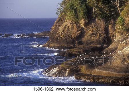 Stock Image - Rock formations on the coast, Cape Flattery, Makah Reservation, Washington State, USA. Fotosearch