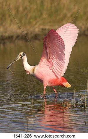 Stock Photograph - Roseate spoonbill (Ajaia ajaja) standing in water. Fotosearch