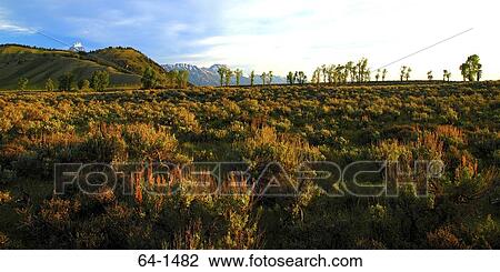Sagebrush on a landscape, Grand Teton National Park, Wyoming, USA View Large Photo Image Stock Image - Sagebrush on a landscape, Grand Teton National Park, Wyoming, USA. Fotosearch