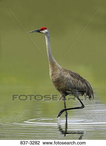 Stock Image - Sandhill crane (Grus canadensis) wading in water. Fotosearch