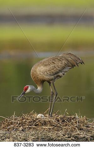 Sandhill crane (Grus canadensis) with an egg in its nest View Large Photo Image Stock Image - Sandhill crane (Grus canadensis) with an egg in its nest. Fotosearch