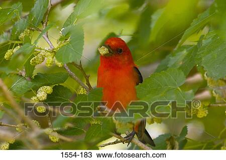 Scarlet tanager (Piranga olivacea) feeding on a mulberry, High Island, Texas, USA View Large Photo Image Stock Image - Scarlet tanager (Piranga olivacea) feeding on a mulberry, High Island, Texas, USA. Fotosearch