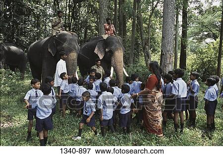School children looking at elephants at a traditional Elephant Day celebration, Indira Gandhi National Park, Coimbatore, Tamil Nadu, India View Large Photo Image Stock Photo - School children looking at elephants at a traditional Elephant Day celebration, Indira Gandhi National Park, Coimbatore, Tamil Nadu, India. Fotosearch