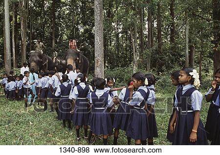 School children looking at elephants at a traditional Elephant Day celebration, Indira Gandhi National Park, Coimbatore, Tamil Nadu, India View Large Photo Image Stock Photo - School children looking at elephants at a traditional Elephant Day celebration, Indira Gandhi National Park, Coimbatore, Tamil Nadu, India. Fotosearch