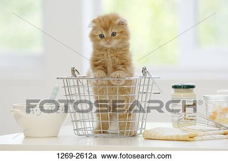 Scottish Fold kitten in a basket View Large Photo Image Stock Image - Scottish Fold kitten in a basket. Fotosearch