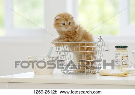 Scottish Fold kitten in a basket View Large Photo Image Stock Image - Scottish Fold kitten in a basket. Fotosearch