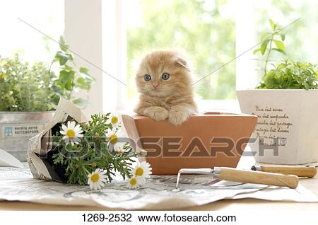 Stock Image - Scottish Fold kitten in a flower pot. Fotosearch