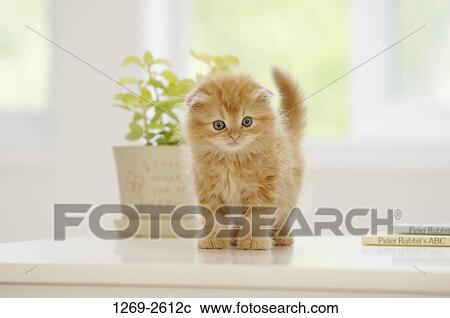 Stock Image - Scottish Fold kitten near a potted plant. Fotosearch