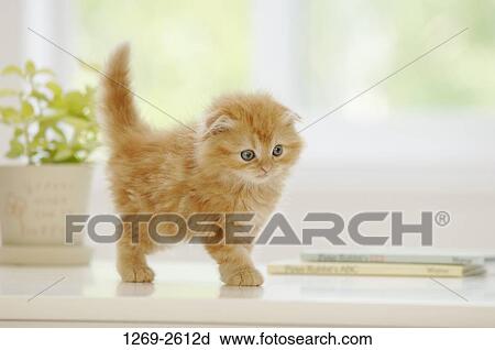 Scottish Fold kitten standing on a table View Large Photo Image Stock Image - Scottish Fold kitten standing on a table. Fotosearch