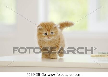 Scottish Fold kitten standing on a table View Large Photo Image Stock Image - Scottish Fold kitten standing on a table. Fotosearch