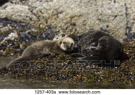 Sea otter (Enhydra lutris) basking on a rock with its young one, Yukon Island, Alaska, USA View Large Photo Image Stock Image - Sea otter (Enhydra lutris) basking on a rock with its young one, Yukon Island, Alaska, USA. Fotosearch