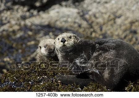 Sea otter (Enhydra lutris) basking on a rock with its young one, Yukon Island, Alaska, USA View Large Photo Image Stock Image - Sea otter (Enhydra lutris) basking on a rock with its young one, Yukon Island, Alaska, USA. Fotosearch
