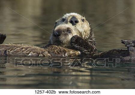 Sea otter (Enhydra lutris) floating on water with its young one, Yukon Island, Alaska, USA View Large Photo Image Stock Image - Sea otter (Enhydra lutris) floating on water with its young one, Yukon Island, Alaska, USA. Fotosearch