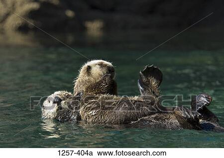 Sea otter (Enhydra lutris) floating on water with its young one, Yukon Island, Alaska, USA View Large Photo Image Stock Image - Sea otter (Enhydra lutris) floating on water with its young one, Yukon Island, Alaska, USA. Fotosearch