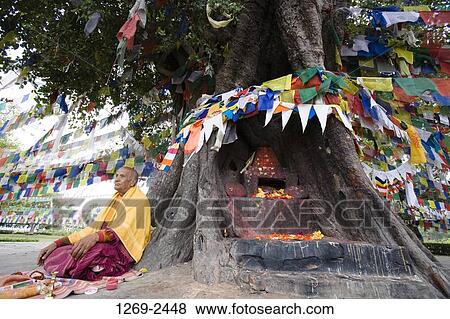 Senior monk sitting under a Bodhi tree, Maya Devi Temple, Lumbini, Nepal View Large Photo Image Stock Photo - Senior monk sitting under a Bodhi tree, Maya Devi Temple, Lumbini, Nepal. Fotosearch