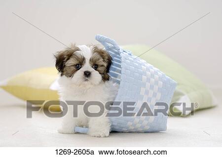 Shih Tzu puppy in a basket View Large Photo Image Stock Image - Shih Tzu puppy in a basket. Fotosearch