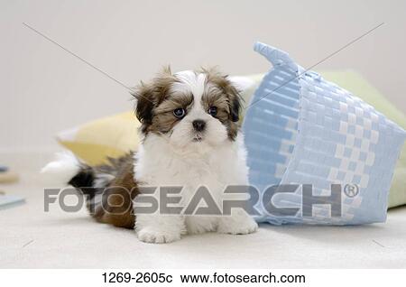 Stock Image - Shih Tzu puppy sitting near a basket. Fotosearch