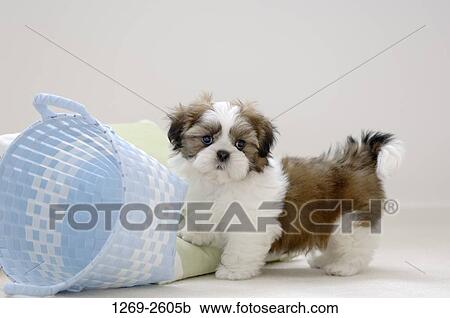 Shih Tzu puppy standing near a basket View Large Photo Image Stock Image - Shih Tzu puppy standing near a basket. Fotosearch