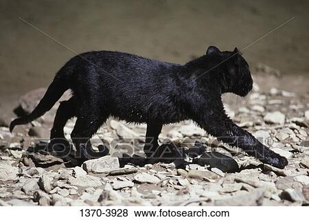 Side profile of a Black Leopard cub walking on stones View Large Photo Image Stock Photo - Side profile of a Black Leopard cub walking on stones. Fotosearch
