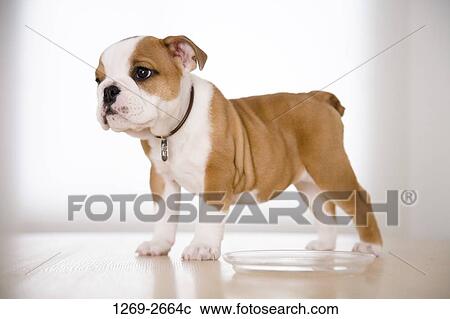 Stock Image - Side profile of a Bulldog puppy. Fotosearch