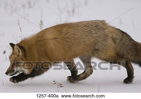 Side profile of a Red fox (Vulpes vulpes) walking in a snow covered field View Large Photo Image Stock Image - Side profile of a Red fox (Vulpes vulpes) walking in a snow covered field. Fotosearch