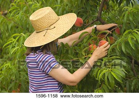 Stock Photo - Side profile of a woman picking peaches from a tree. Fotosearch