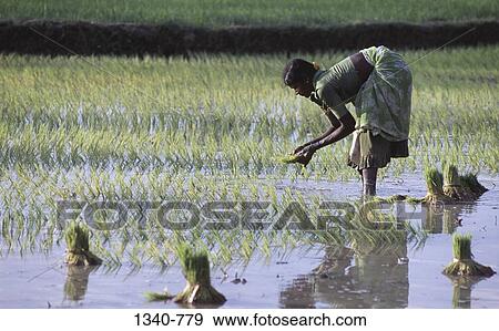 Side profile of a woman planting rice saplings in a field, Tamil Nadu, India View Large Photo Image Stock Photo - Side profile of a woman planting rice saplings in a field, Tamil Nadu, India. Fotosearch
