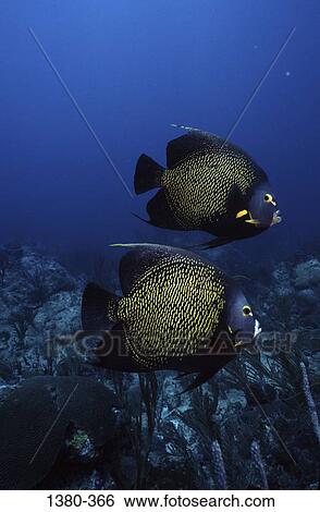 Side profile of two angelfish swimming underwater View Large Photo Image Stock Photograph - Side profile of two angelfish swimming underwater. Fotosearch