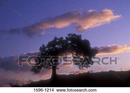 Silhouette of a Ponderosa pine tree (Pinus ponderosa) on a hill at dawn, Sun Mountain Lodge, Washington State, USA View Large Photo Image Picture - Silhouette of a Ponderosa pine tree (Pinus ponderosa) on a hill at dawn, Sun Mountain Lodge, Washington State, USA. Fotosearch