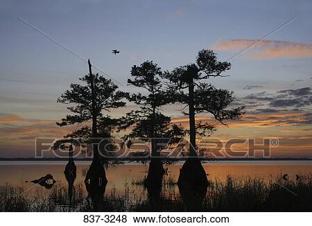 Silhouette of trees at sunrise, Blue Cypress Lake, Florida, USA View Large Photo Image Stock Photo - Silhouette of trees at sunrise, Blue Cypress Lake, Florida, USA. Fotosearch