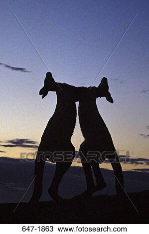 Silhouette of two kangaroos fighting at dawn, Pebbly Beach, Murramarang National Park, Australia View Large Photo Image Stock Image - Silhouette of two kangaroos fighting at dawn, Pebbly Beach, Murramarang National Park, Australia. Fotosearch