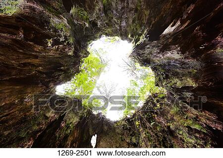Stock Image - Sky viewed through a tree stump, Wilson Stump, Yakushima Island, Kagoshima Prefecture, Japan. Fotosearch