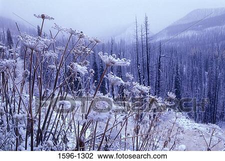 Snow covered flowers in a forest, Harts Pass, Okanogan National Forest, Washington State, USA View Large Photo Image Stock Image - Snow covered flowers in a forest, Harts Pass, Okanogan National Forest, Washington State, USA. Fotosearch