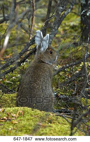 Stock Photo - Snowshoe Hare (Lepus americanus) in a forest, Denali National Park, USA. Fotosearch