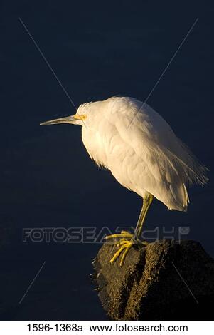 Snowy egret (Egretta thula) perching on a rock View Large Photo Image Stock Image - Snowy egret (Egretta thula) perching on a rock. Fotosearch