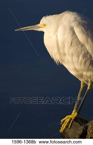 Snowy egret (Egretta thula) perching on a rock View Large Photo Image Stock Image - Snowy egret (Egretta thula) perching on a rock. Fotosearch