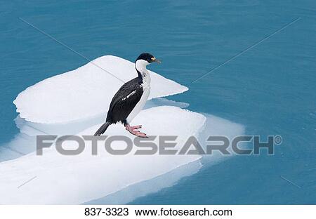 South Georgian shag (Phalacrocorax georgianus) sitting on an iceberg View Large Photo Image Stock Image - South Georgian shag (Phalacrocorax georgianus) sitting on an iceberg. Fotosearch