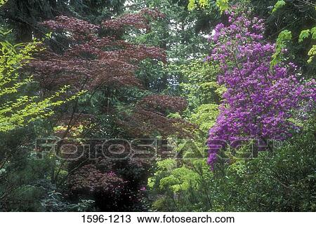 Spring foliage, Big Rock Garden, Bellingham, Washington State, USA View Large Photo Image Stock Image - Spring foliage, Big Rock Garden, Bellingham, Washington State, USA. Fotosearch
