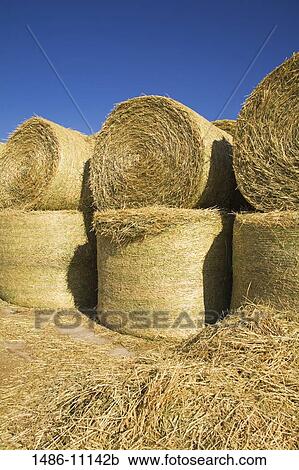Stack of hay bales in a field, near Twin Bridges, Bozeman, Montana, USA View Large Photo Image Stock Image - Stack of hay bales in a field, near Twin Bridges, Bozeman, Montana, USA. Fotosearch