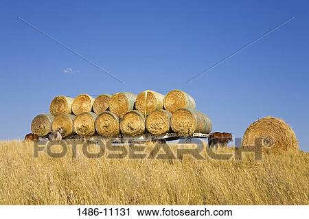 Stack of hay bales in a vehicle trailer, near Twin Bridges, Bozeman, Montana, USA View Large Photo Image Stock Image - Stack of hay bales in a vehicle trailer, near Twin Bridges, Bozeman, Montana, USA. Fotosearch
