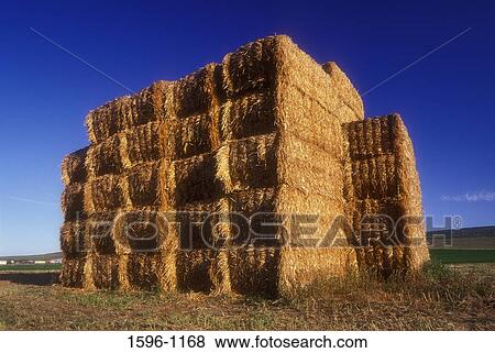 Stacks of hay bales in a field, Grant County, Washington State, USA View Large Photo Image Stock Photo - Stacks of hay bales in a field, Grant County, Washington State, USA. Fotosearch