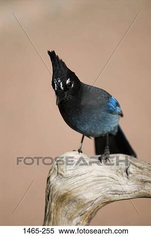 Stellers Jay (Cyanocitta stelleri) perching on a tree, Rocky Mountain National Park, Colorado, USA View Large Photo Image Stock Photography - Stellers Jay (Cyanocitta stelleri) perching on a tree, Rocky Mountain National Park, Colorado, USA. Fotosearch