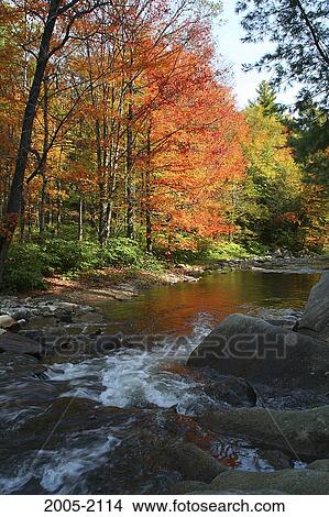 Picture - Stream flowing through a forest, Woodstock, Vermont, USA. Fotosearch