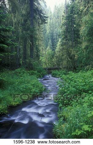 Stream passing through a forest, Tucannon River, Sheep Creek Falls, Umatilla National Forest, Washington State, USA View Large Photo Image Stock Photo - Stream passing through a forest, Tucannon River, Sheep Creek Falls, Umatilla National Forest, Washington State, USA. Fotosearch