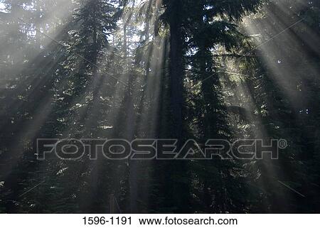 Stock Image - Sunbeams radiating through fir trees in a forest, Deschutes National Forest, Oregon, USA. Fotosearch